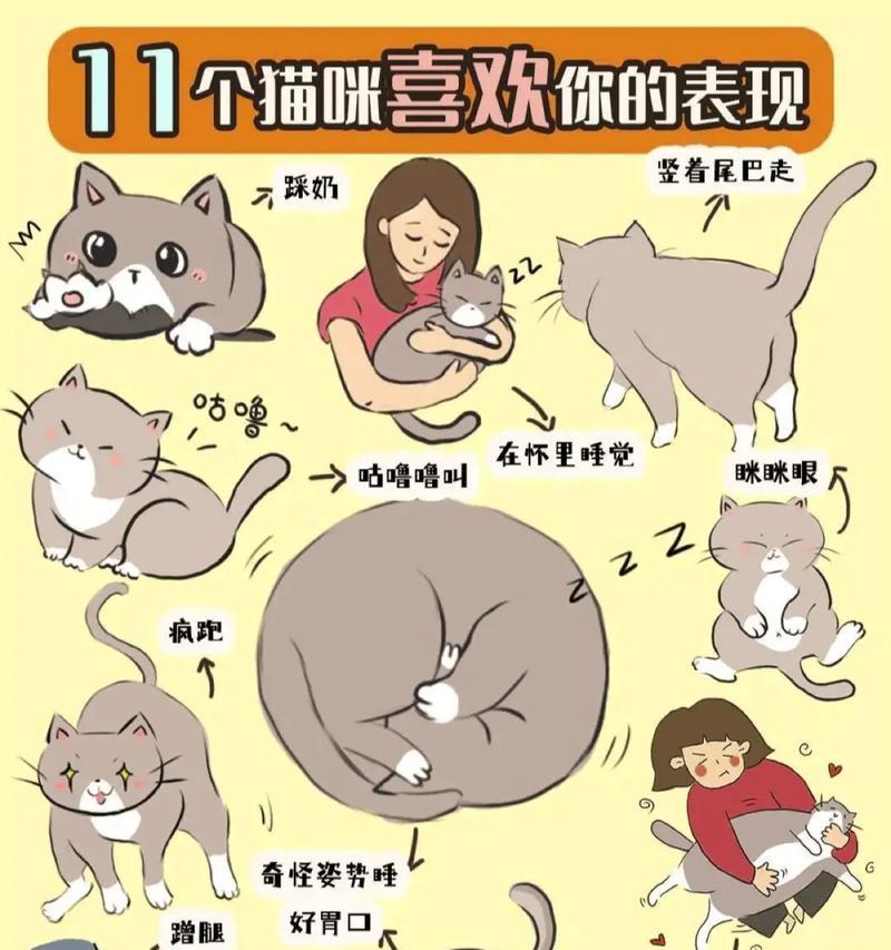 宠物猫咪的情感连结(探究猫咪是否具有情感认知能力及与主人之间的情感沟通) 宠物猫咪的情感连结(探究猫咪是否具有情感认知能力及与主人之间的情感沟通)