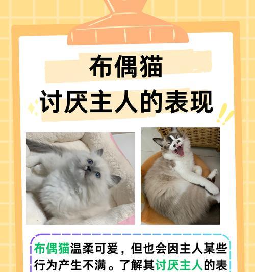 宠物猫咪的情感连结(探究猫咪是否具有情感认知能力及与主人之间的情感沟通) 宠物猫咪的情感连结(探究猫咪是否具有情感认知能力及与主人之间的情感沟通)