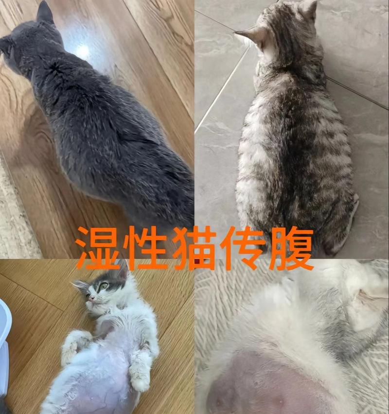 猫咪腹水的原因及治疗方法(解析猫咪腹水的成因和如何应对) 猫咪腹水的原因及治疗方法(解析猫咪腹水的成因和如何应对)