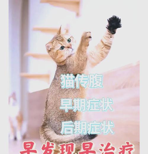 猫咪腹水的原因及治疗方法（解析猫咪腹水的成因和如何应对）