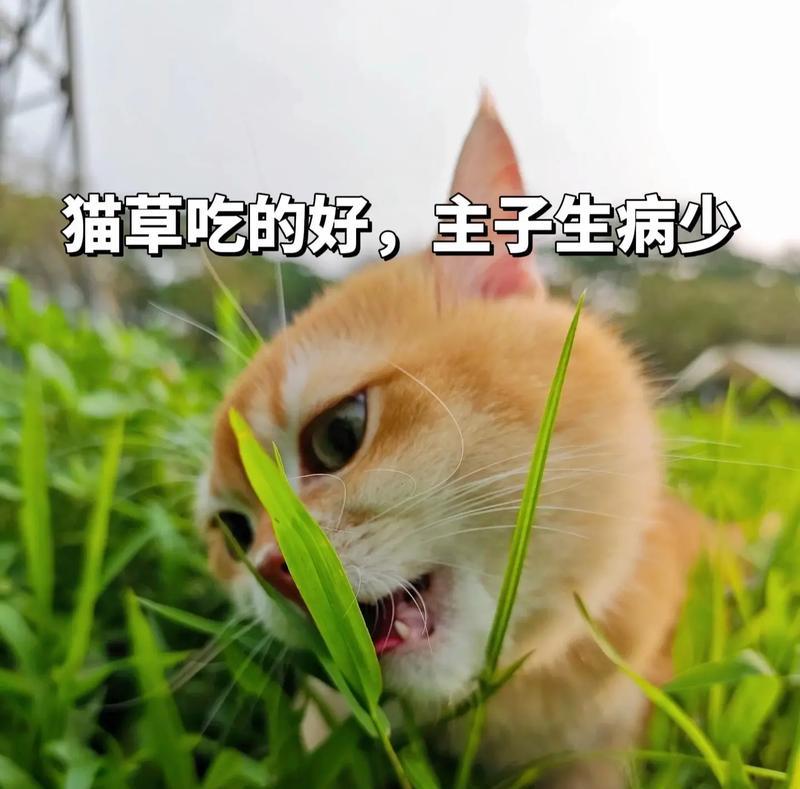 宠物猫每天吃多少猫草（宠物猫每天吃多少猫草）