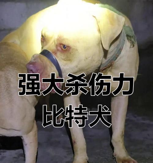 比特犬VS藏獒王（两只顶级宠物的较量）