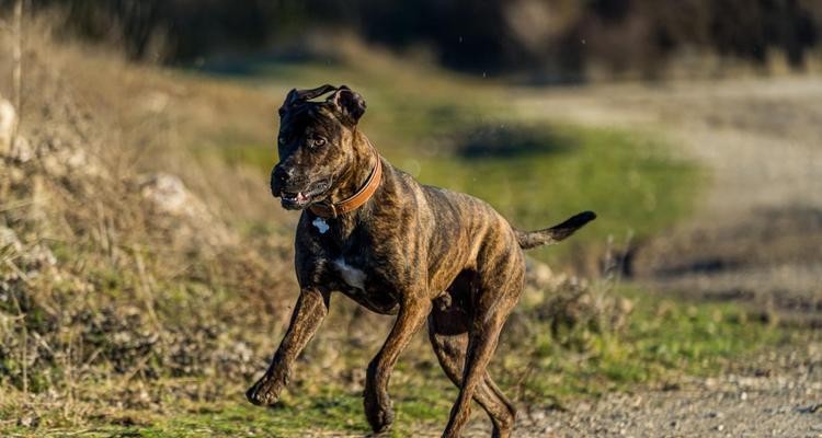 比特犬VS藏獒王（两只顶级宠物的较量）