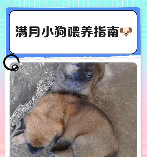 新生狗狗为何会一直哼唧不止（探究狗狗一直哼唧的原因和应对方法）