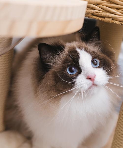 如何让你的宠物在夏天调节体温（以猫为例）