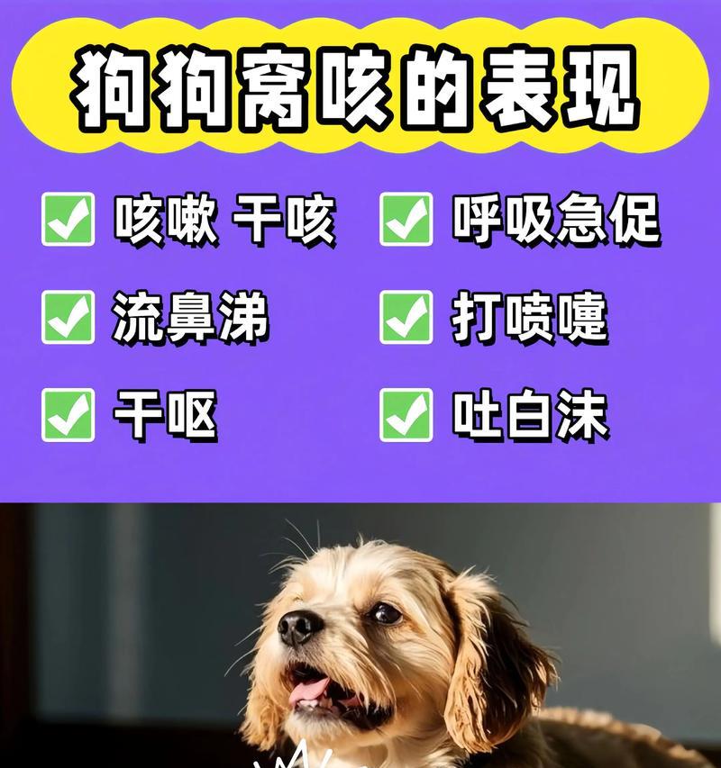 以萨摩耶小狗感冒多少天能好（了解宠物感冒的症状和治疗方法）
