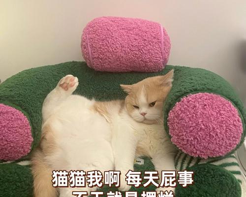 做我的猫，人宠之间的故事（从陌生到熟悉）