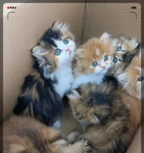 探讨猫咪对红肉的渴望（为什么猫咪总是想吃红肉）