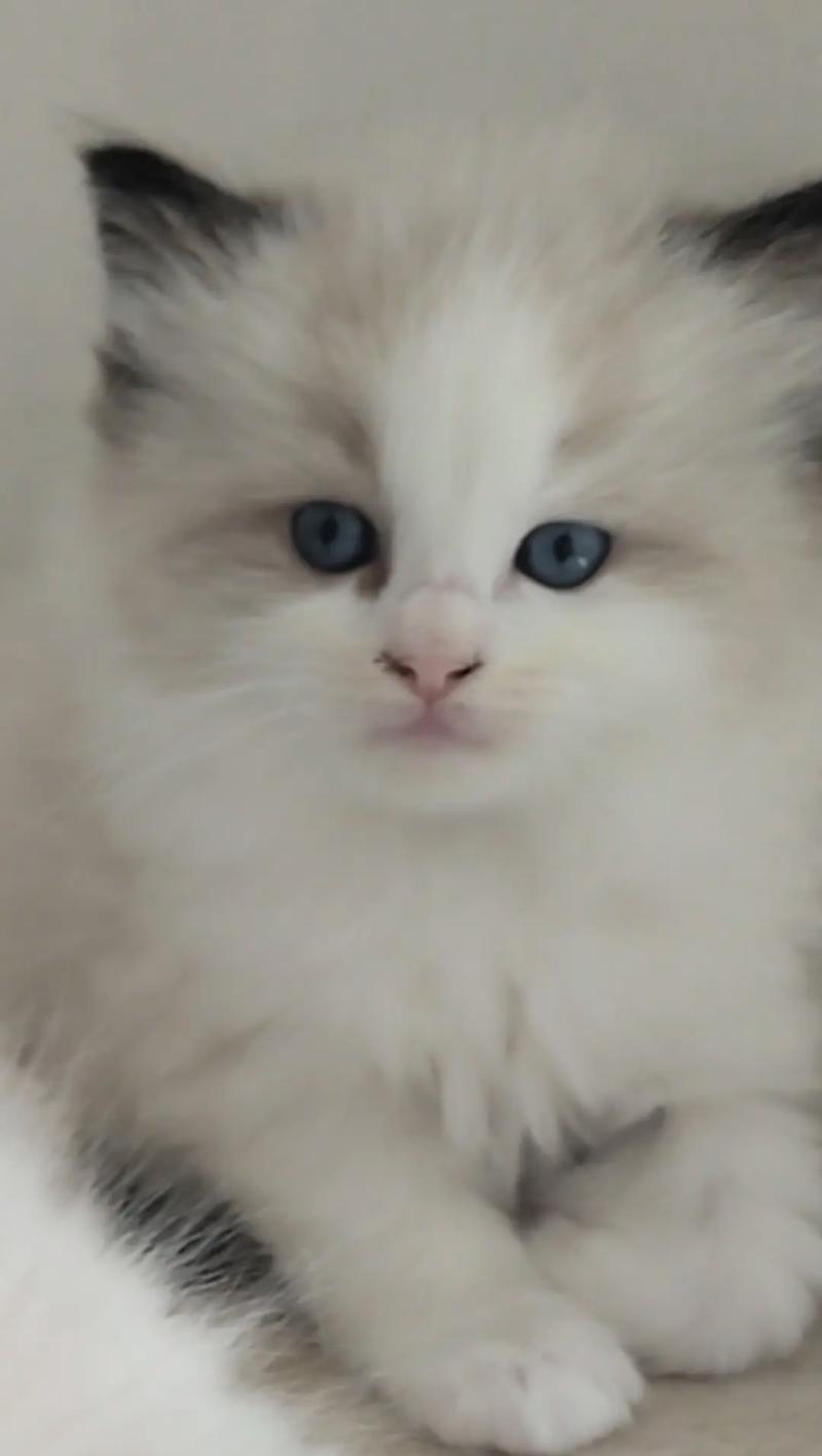 2个月大猫咪如何睡眠(探秘猫咪睡眠习惯与健康) 2个月大猫咪如何睡眠(探秘猫咪睡眠习惯与健康)