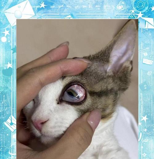 宠物猫狗为什么会流泪（探秘宠物流泪背后的原因和解决方法）