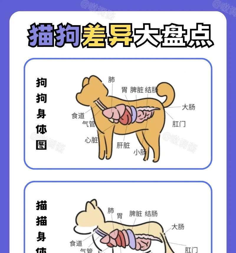 宠物猫狗为什么会流泪(探秘宠物流泪背后的原因和解决方法) 宠物猫狗为什么会流泪(探秘宠物流泪背后的原因和解决方法)