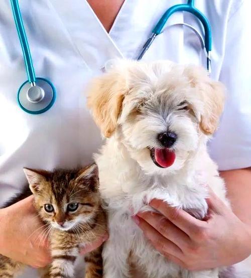 宠物猫狗为什么会流泪(探秘宠物流泪背后的原因和解决方法) 宠物猫狗为什么会流泪(探秘宠物流泪背后的原因和解决方法)