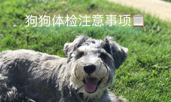 以狗狗血象检测BAND,了解宠物健康的重要性(从狗狗血象检测BAND说起) 以狗狗血象检测BAND,了解宠物健康的重要性(从狗狗血象检测BAND说起)