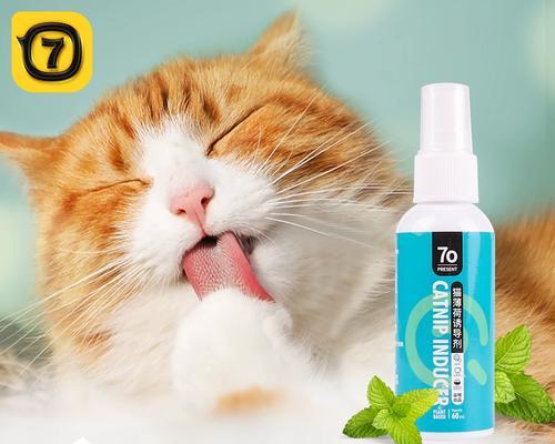 小猫训练技巧（如何驯服小猫成为好宠物）