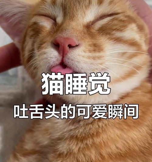 小猫睡觉流口水的原因与应对方法（探究宠物小猫睡觉时流口水的原因和如何有效地应对）