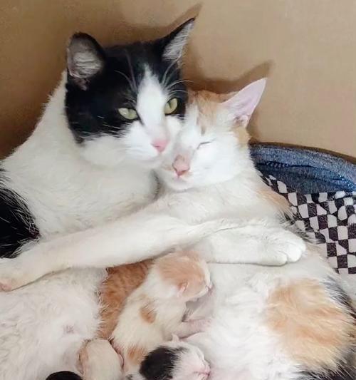猫咪怀孕多久才能生夏天的小猫(夏季宠物繁殖必须注意的事项) 猫咪怀孕多久才能生夏天的小猫(夏季宠物繁殖必须注意的事项)