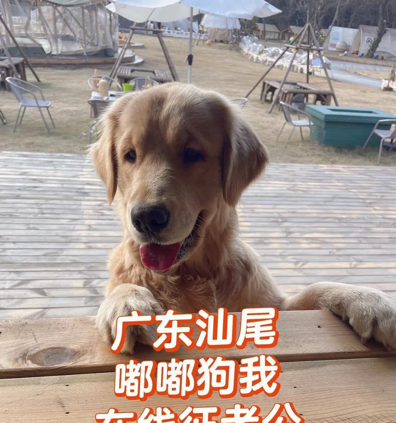 如何确定金毛犬的最佳配种时间（繁殖达人教你如何科学繁殖宠物金毛犬）