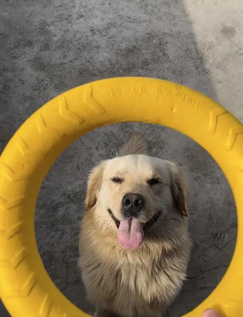如何确定金毛犬的最佳配种时间（繁殖达人教你如何科学繁殖宠物金毛犬）