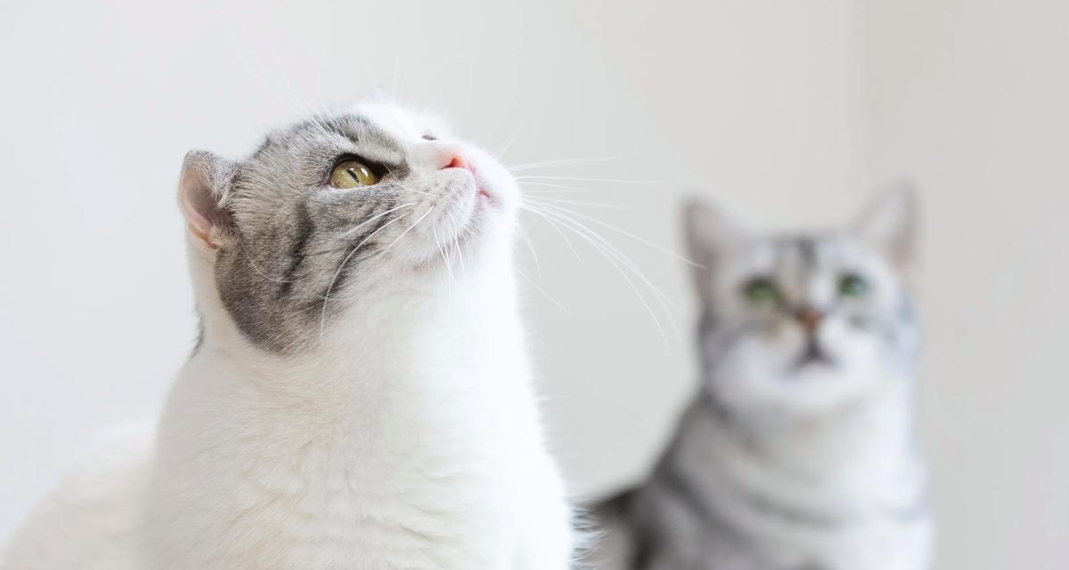 为什么狗狗怕猫咪（探究狗狗与猫咪关系的奥秘）