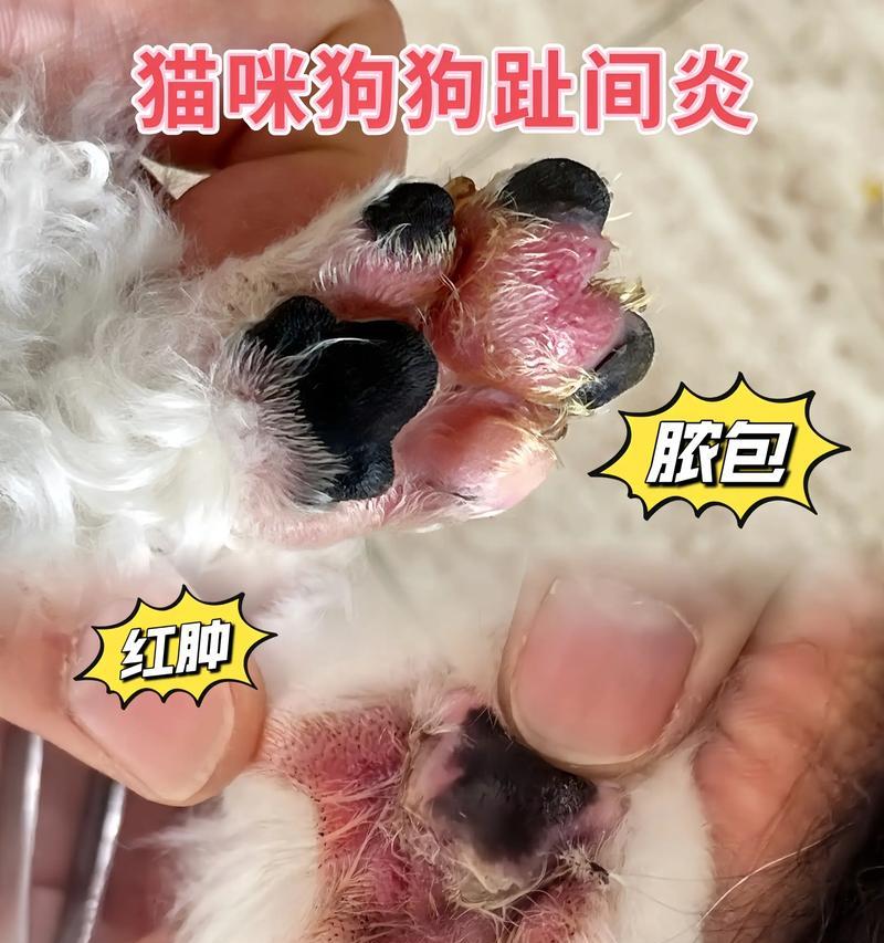 为什么狗狗怕猫咪(探究狗狗与猫咪关系的奥秘) 为什么狗狗怕猫咪(探究狗狗与猫咪关系的奥秘)