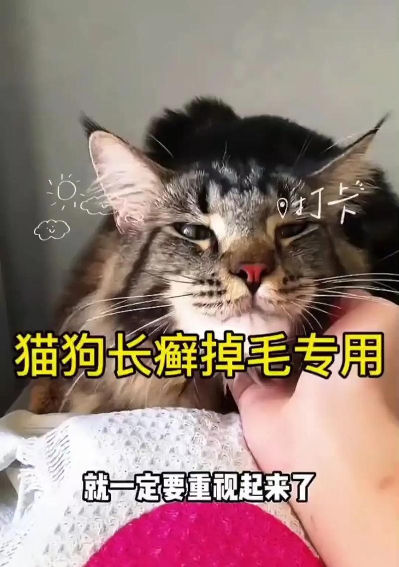 为什么狗狗怕猫咪(探究狗狗与猫咪关系的奥秘) 为什么狗狗怕猫咪(探究狗狗与猫咪关系的奥秘)