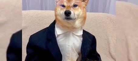 宠物狗的穿衣指南（如何为狗狗选择合适的衣服）