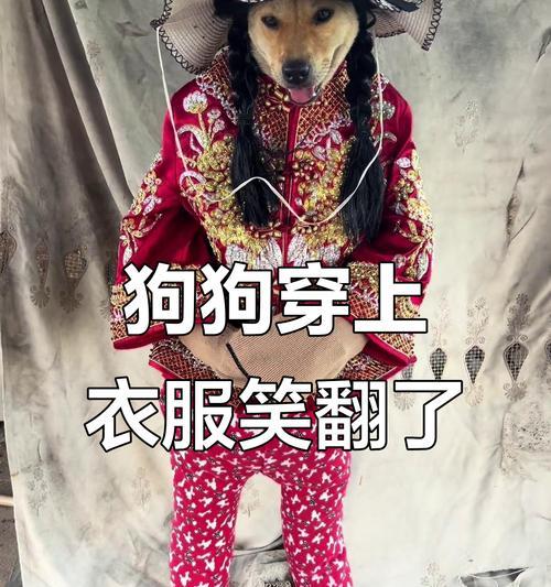 宠物狗的穿衣指南(如何为狗狗选择合适的衣服) 宠物狗的穿衣指南(如何为狗狗选择合适的衣服)