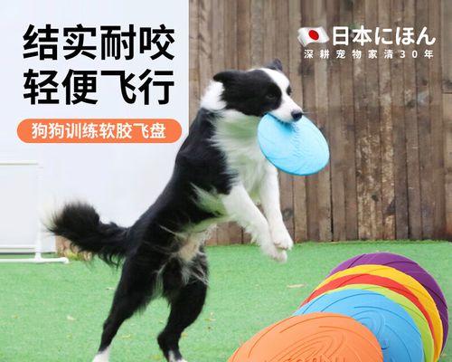 如何训练金毛狗狗成为好宠物(从基本命令到高级技能) 如何训练金毛狗狗成为好宠物(从基本命令到高级技能)