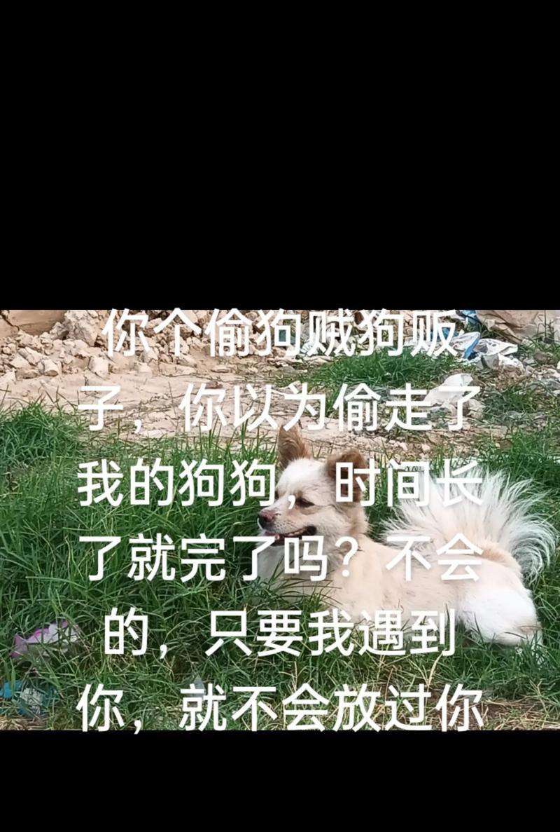 狗狗被偷走了怎么办（宠物爱好者必看！失窃前的防范措施你做到了吗）