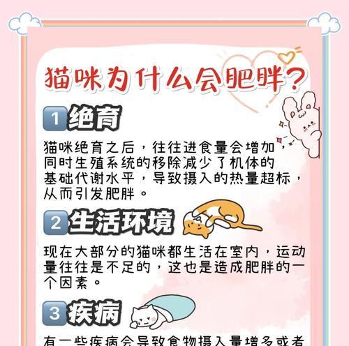 以猫肥屋润，珍爱宠物健康（以爱之名）