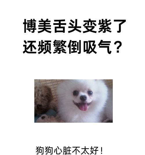 狗狗的每分钟呼吸,如何判断是否正常(宠物健康必读) 狗狗的每分钟呼吸,如何判断是否正常(宠物健康必读)