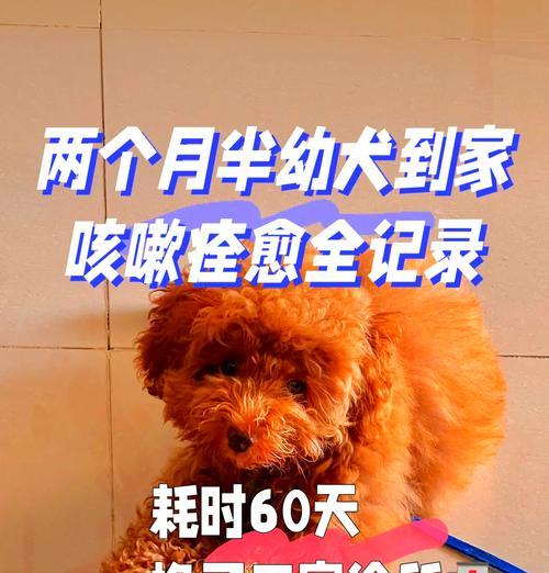 小狗咳嗽有多厉害(了解小狗咳嗽的症状和治疗方法) 小狗咳嗽有多厉害(了解小狗咳嗽的症状和治疗方法)