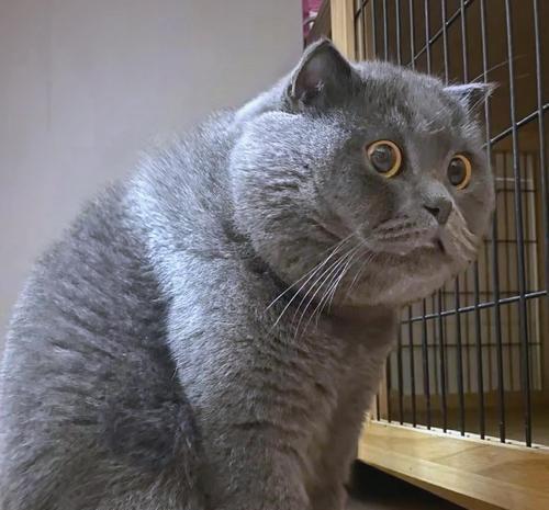 猫咪为什么很瘦（如何调整猫咪的饮食习惯）