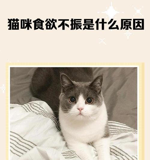 猫咪为什么很瘦（如何调整猫咪的饮食习惯）