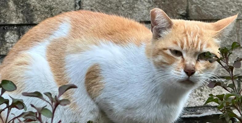 猫咪为什么很瘦（如何调整猫咪的饮食习惯）