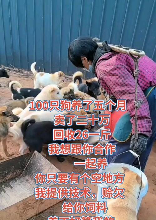 养肉狗一年,能赚多少钱(以宠物为主的创业项目) 养肉狗一年,能赚多少钱(以宠物为主的创业项目)