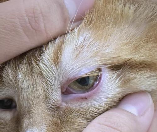 一只小猫眼镜肿的成长之路(宠物照顾指南) 一只小猫眼镜肿的成长之路(宠物照顾指南)