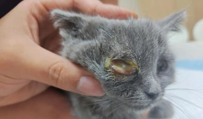 一只小猫眼镜肿的成长之路(宠物照顾指南) 一只小猫眼镜肿的成长之路(宠物照顾指南)
