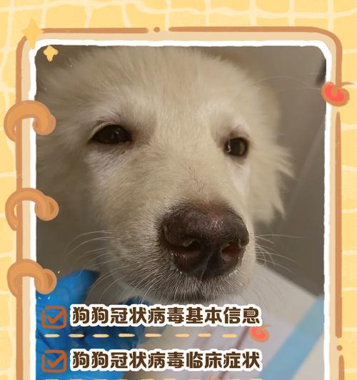 如何消毒以狗传染病笼子（宠物健康从笼子开始）