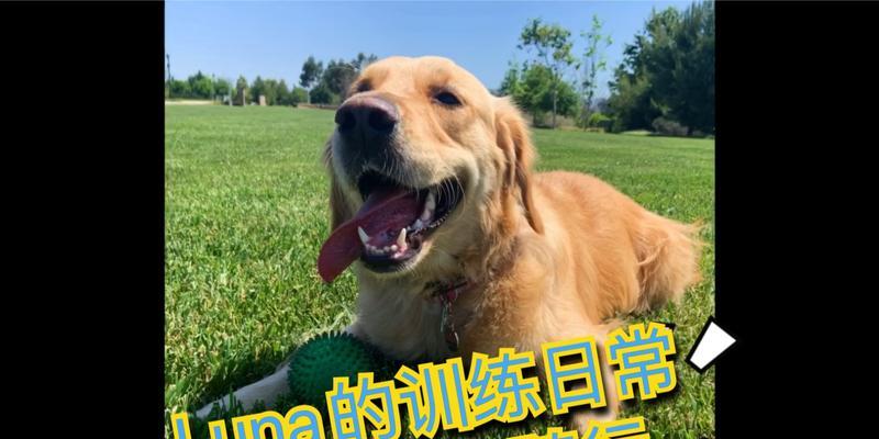 打造优秀金毛宠物的训练指南(金毛宠物训练的技巧和要点) 打造优秀金毛宠物的训练指南(金毛宠物训练的技巧和要点)