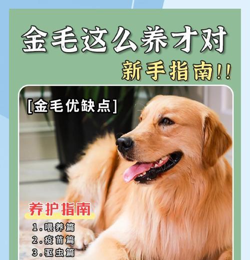 打造优秀金毛宠物的训练指南(金毛宠物训练的技巧和要点) 打造优秀金毛宠物的训练指南(金毛宠物训练的技巧和要点)