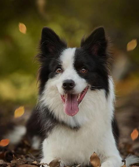 探究边境牧羊犬的优缺点(了解边境牧羊犬的特点与短板) 探究边境牧羊犬的优缺点(了解边境牧羊犬的特点与短板)