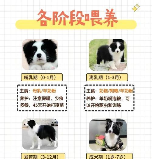 探究边境牧羊犬的优缺点(了解边境牧羊犬的特点与短板) 探究边境牧羊犬的优缺点(了解边境牧羊犬的特点与短板)