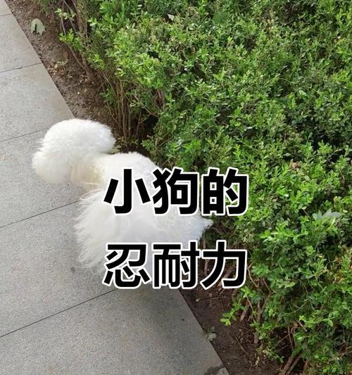 狗的憋尿能力神奇之谜(揭秘狗狗长时间憋尿的原因和方法) 狗的憋尿能力神奇之谜(揭秘狗狗长时间憋尿的原因和方法)