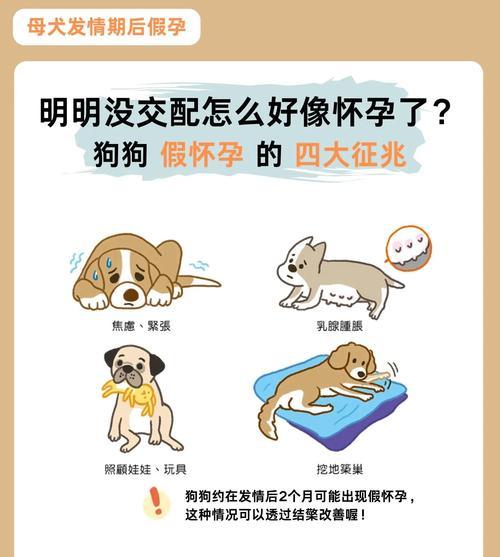 狗狗假孕后的调理方法(宠物狗假孕如何照顾) 狗狗假孕后的调理方法(宠物狗假孕如何照顾)