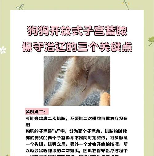 狗狗假孕后的调理方法(宠物狗假孕如何照顾) 狗狗假孕后的调理方法(宠物狗假孕如何照顾)