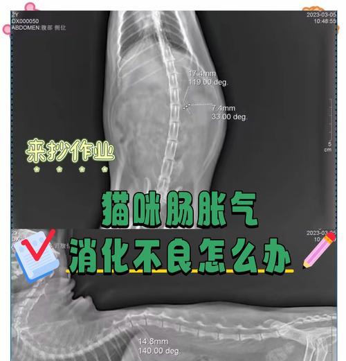 如何帮助宠物猫咪解决消化问题（宠物猫咪不消化）