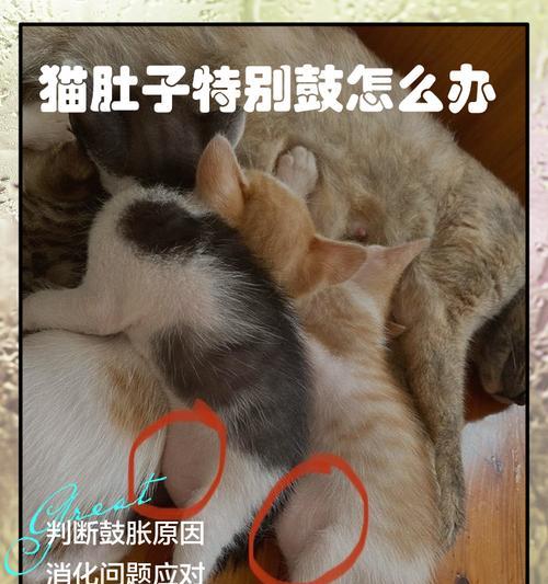 如何帮助宠物猫咪解决消化问题(宠物猫咪不消化) 如何帮助宠物猫咪解决消化问题(宠物猫咪不消化)