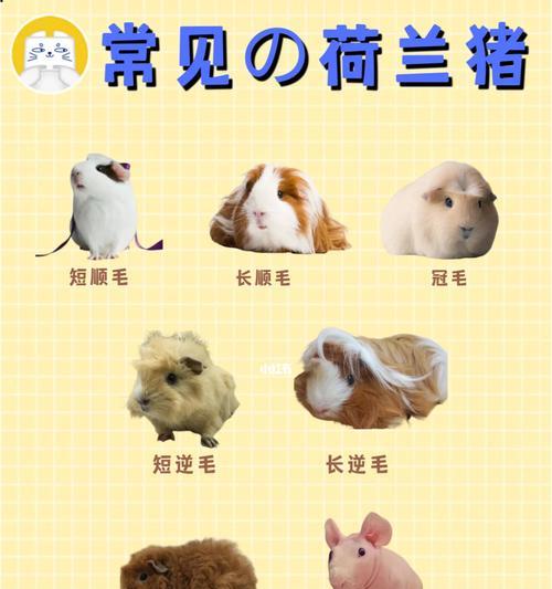 养荷兰猪的全面指南（以宠物为主）