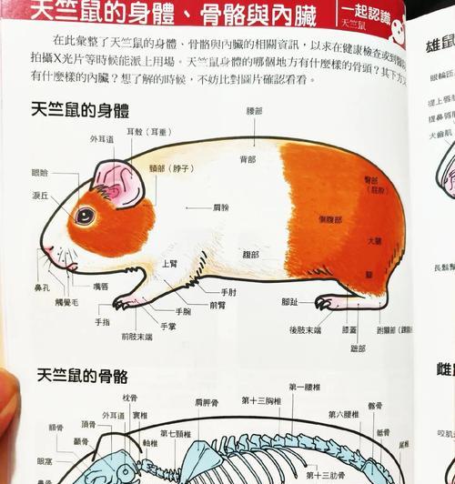 养荷兰猪的全面指南(以宠物为主) 养荷兰猪的全面指南(以宠物为主)